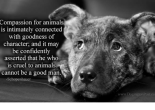 Compassion For Animals Is Intimately Connected With Goodness Of Character - Schopenhauer